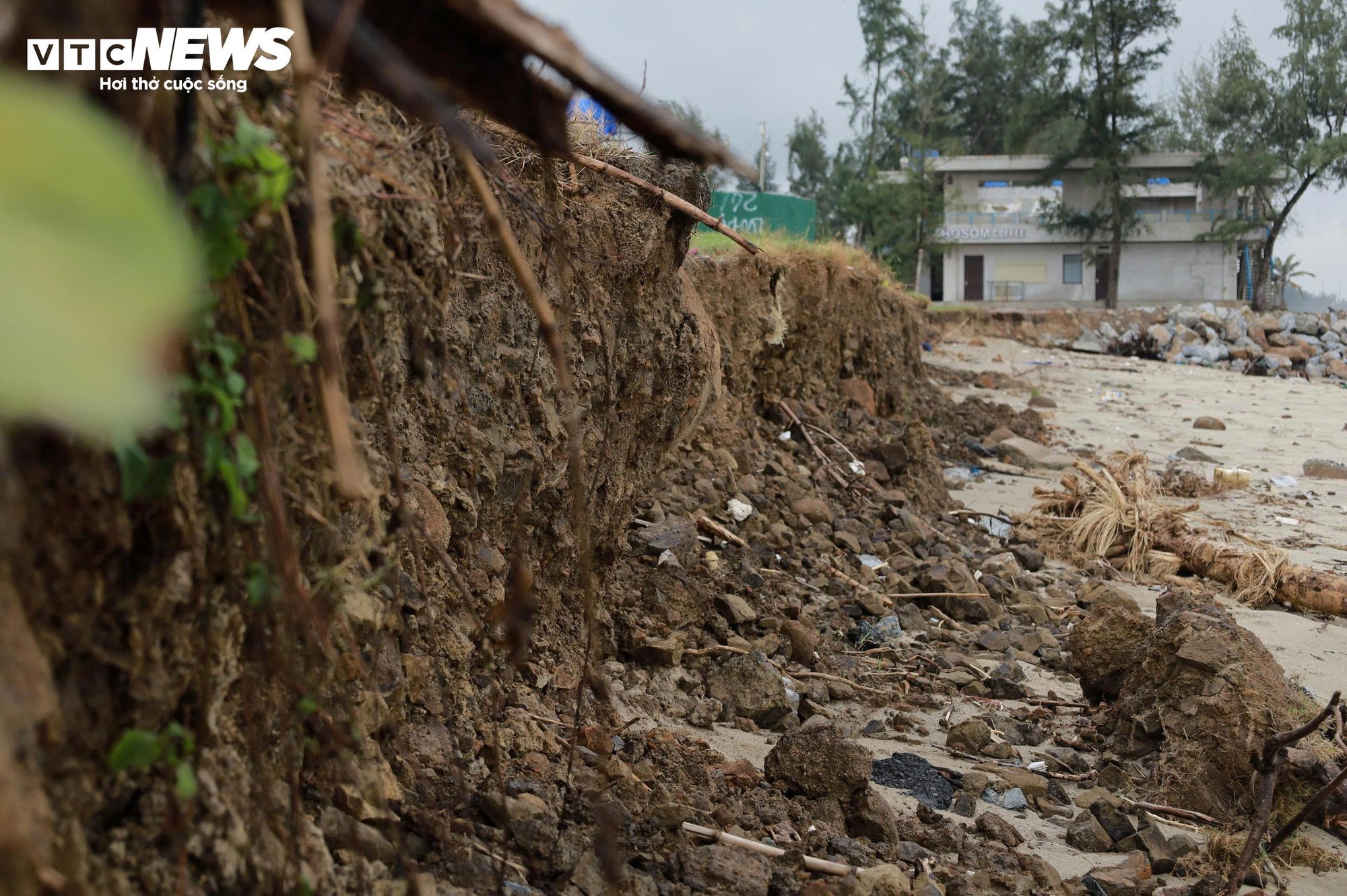 S&oacute;ng 'ngoạm' bật gốc phi lao, ph&aacute; tan hoang b&atilde;i biển đẹp nhất Quảng Ng&atilde;i- Ảnh 2.