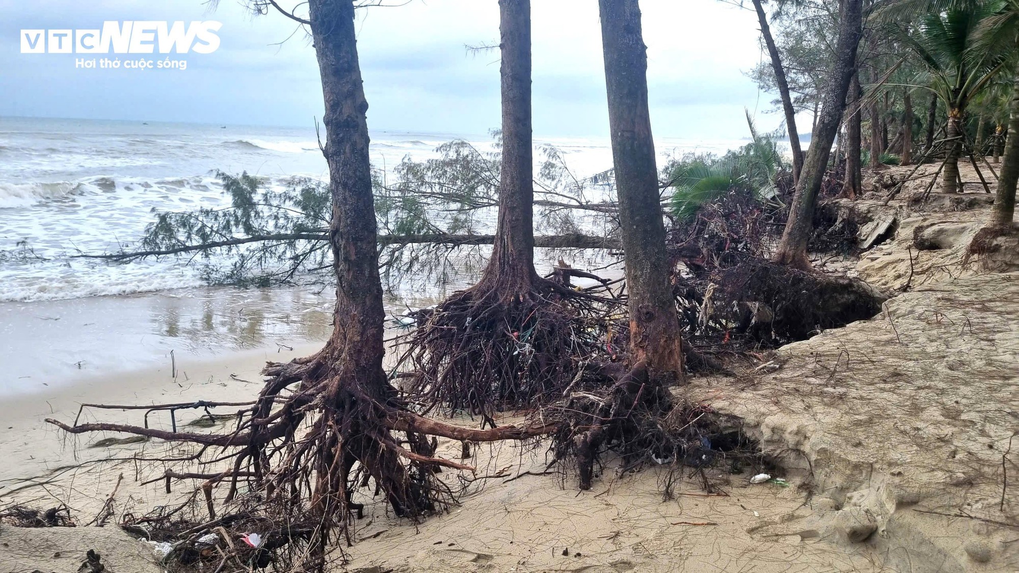 S&oacute;ng 'ngoạm' bật gốc phi lao, ph&aacute; tan hoang b&atilde;i biển đẹp nhất Quảng Ng&atilde;i- Ảnh 1.
