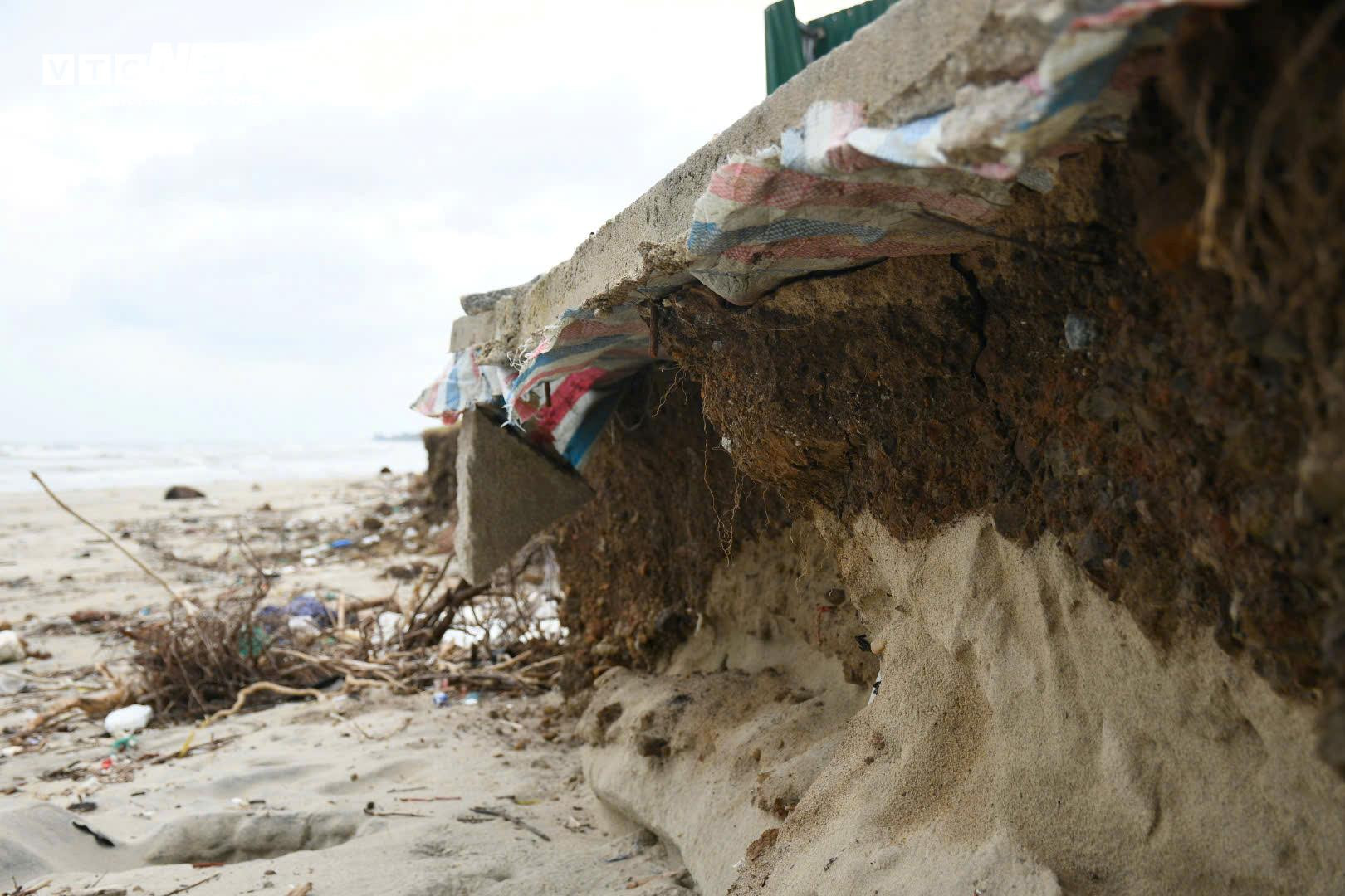 S&oacute;ng 'ngoạm' bật gốc phi lao, ph&aacute; tan hoang b&atilde;i biển đẹp nhất Quảng Ng&atilde;i- Ảnh 4.