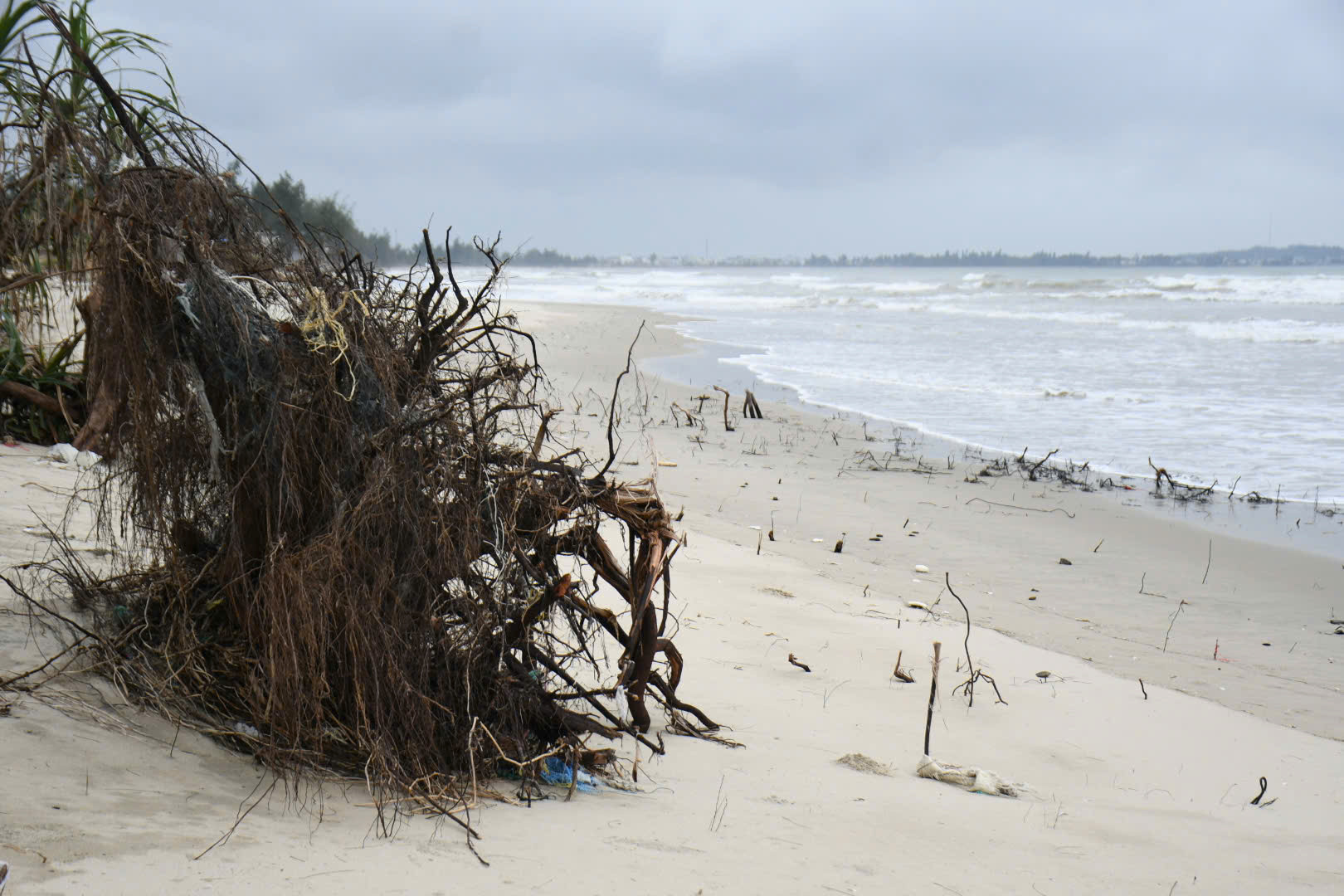 S&oacute;ng 'ngoạm' bật gốc phi lao, ph&aacute; tan hoang b&atilde;i biển đẹp nhất Quảng Ng&atilde;i- Ảnh 6.