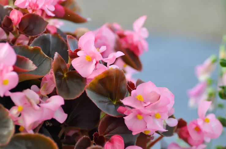 7 loại c&acirc;y c&oacute; cho cũng kh&ocirc;ng n&ecirc;n trồng trong nh&agrave;- Ảnh 3.