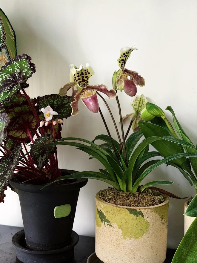 Bỏ phố về... ban c&ocirc;ng: Ch&agrave;ng trai 9x chia sẻ b&iacute; k&iacute;p "mang rừng về phố", chỉ 3 quy tắc sắp xếp l&agrave; c&oacute; ngay g&oacute;c chill triệu like- Ảnh 9.