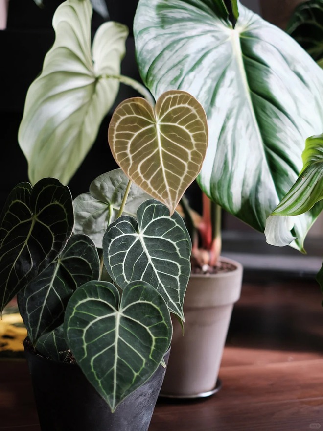 Bỏ phố về... ban c&ocirc;ng: Ch&agrave;ng trai 9x chia sẻ b&iacute; k&iacute;p "mang rừng về phố", chỉ 3 quy tắc sắp xếp l&agrave; c&oacute; ngay g&oacute;c chill triệu like- Ảnh 13.