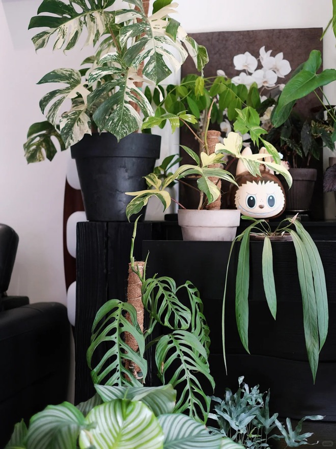 Bỏ phố về... ban c&ocirc;ng: Ch&agrave;ng trai 9x chia sẻ b&iacute; k&iacute;p "mang rừng về phố", chỉ 3 quy tắc sắp xếp l&agrave; c&oacute; ngay g&oacute;c chill triệu like- Ảnh 12.