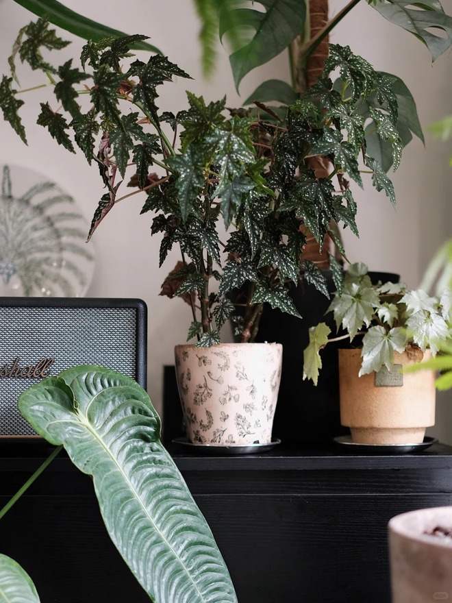 Bỏ phố về... ban c&ocirc;ng: Ch&agrave;ng trai 9x chia sẻ b&iacute; k&iacute;p "mang rừng về phố", chỉ 3 quy tắc sắp xếp l&agrave; c&oacute; ngay g&oacute;c chill triệu like- Ảnh 7.