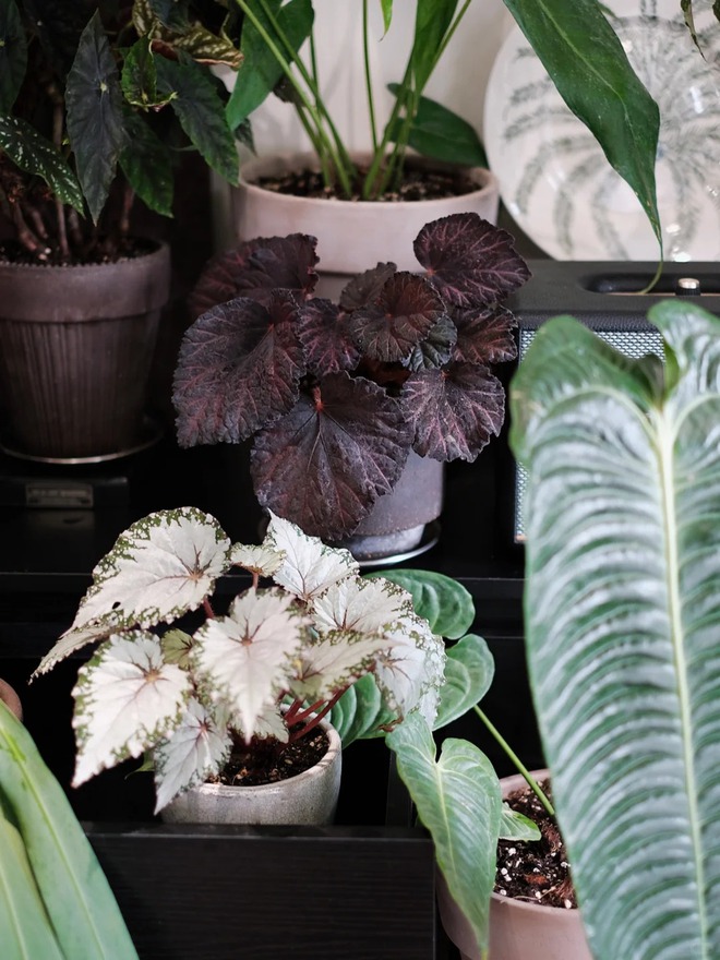 Bỏ phố về... ban c&ocirc;ng: Ch&agrave;ng trai 9x chia sẻ b&iacute; k&iacute;p "mang rừng về phố", chỉ 3 quy tắc sắp xếp l&agrave; c&oacute; ngay g&oacute;c chill triệu like- Ảnh 14.