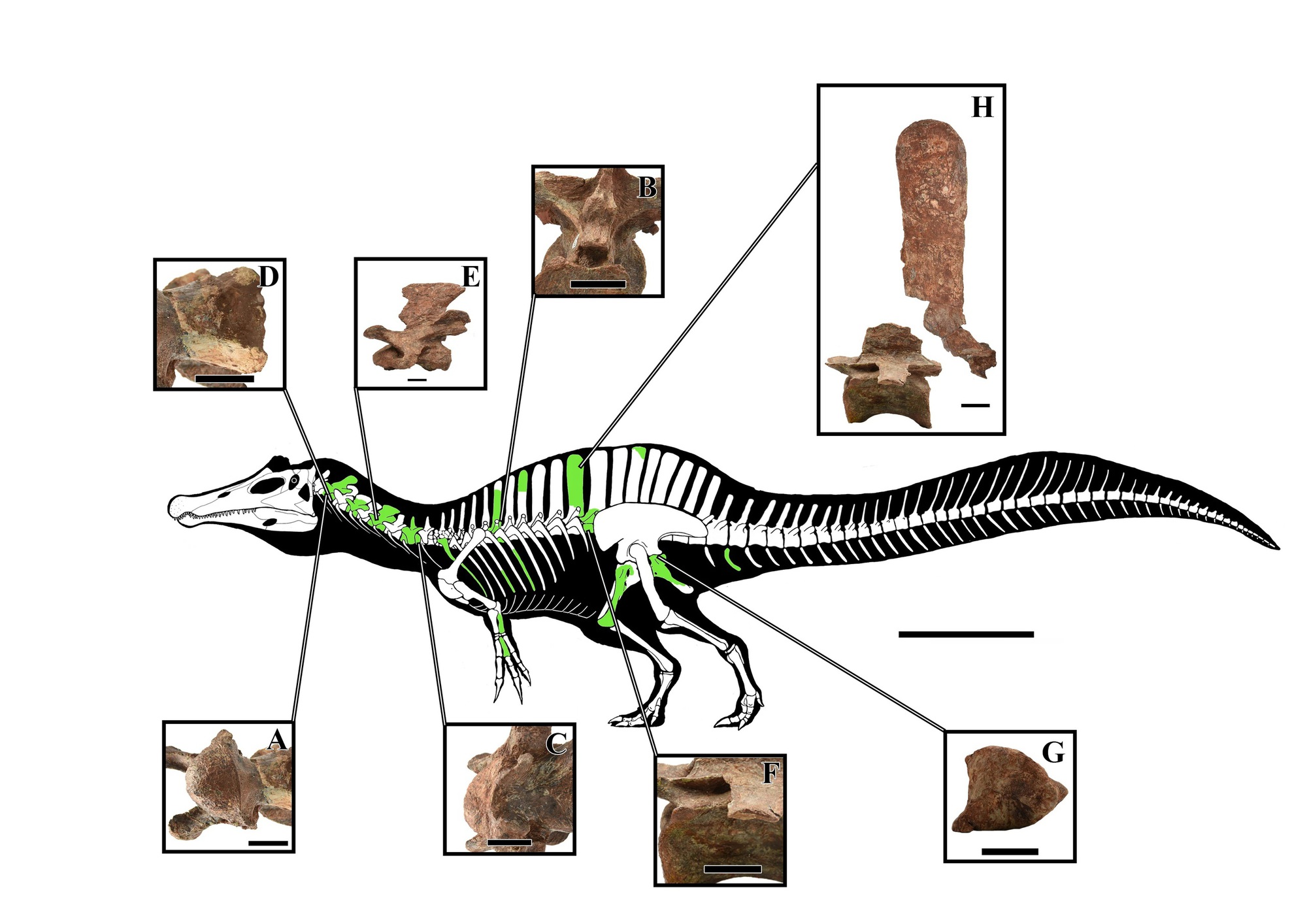 Th&aacute;i Lan đ&agrave;o được sinh vật cổ đại kỳ lạ, c&oacute; thể d&agrave;i tới 8 m- Ảnh 1.