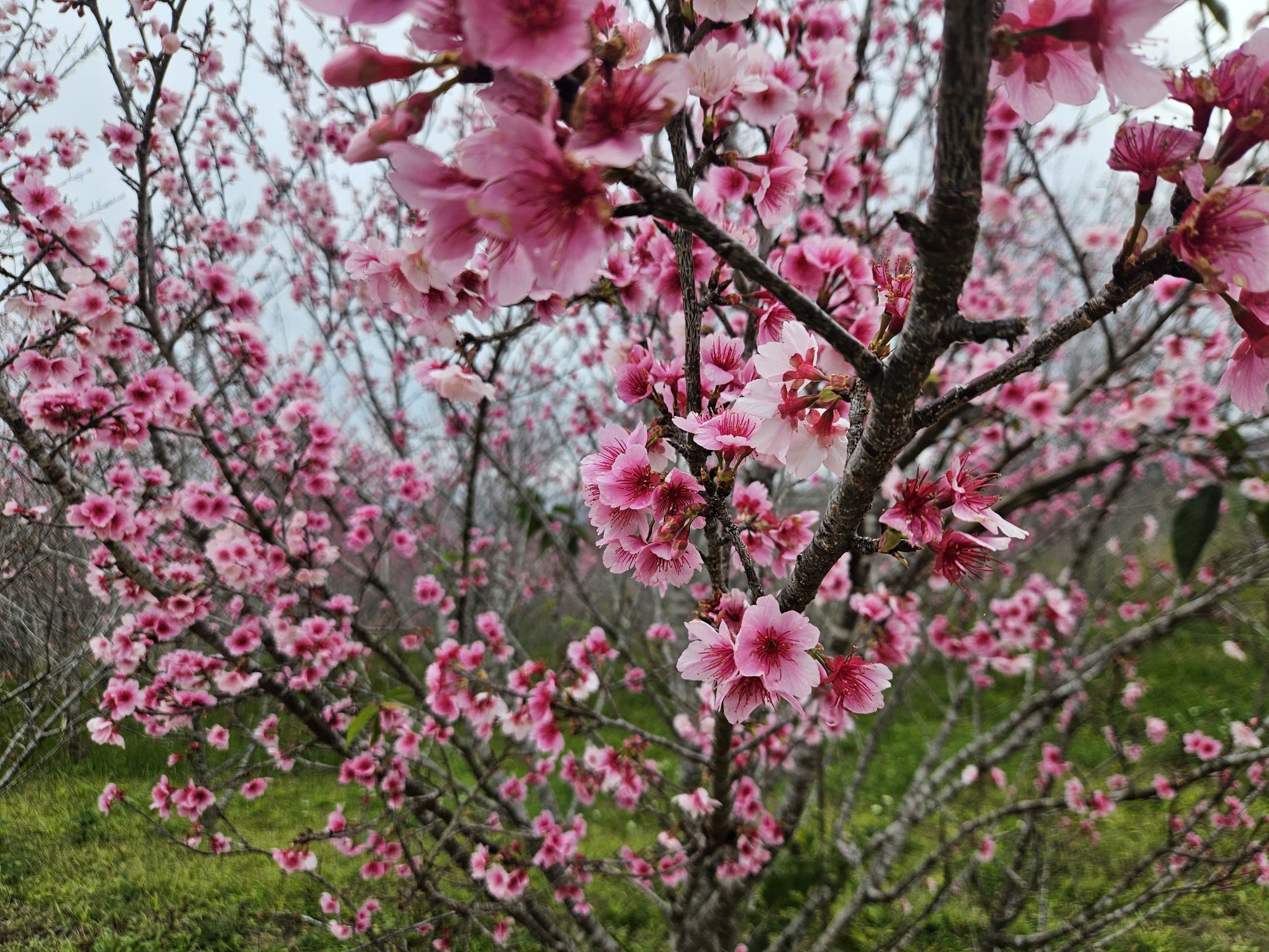 Check-in rừng hoa anh đ&agrave;o Nhật Bản đang nở rộ ở Điện Bi&ecirc;n- Ảnh 1.
