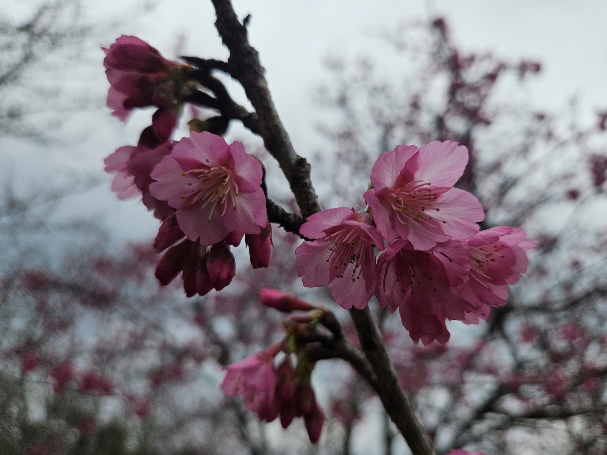 Check-in rừng hoa anh đ&agrave;o Nhật Bản đang nở rộ ở Điện Bi&ecirc;n- Ảnh 7.