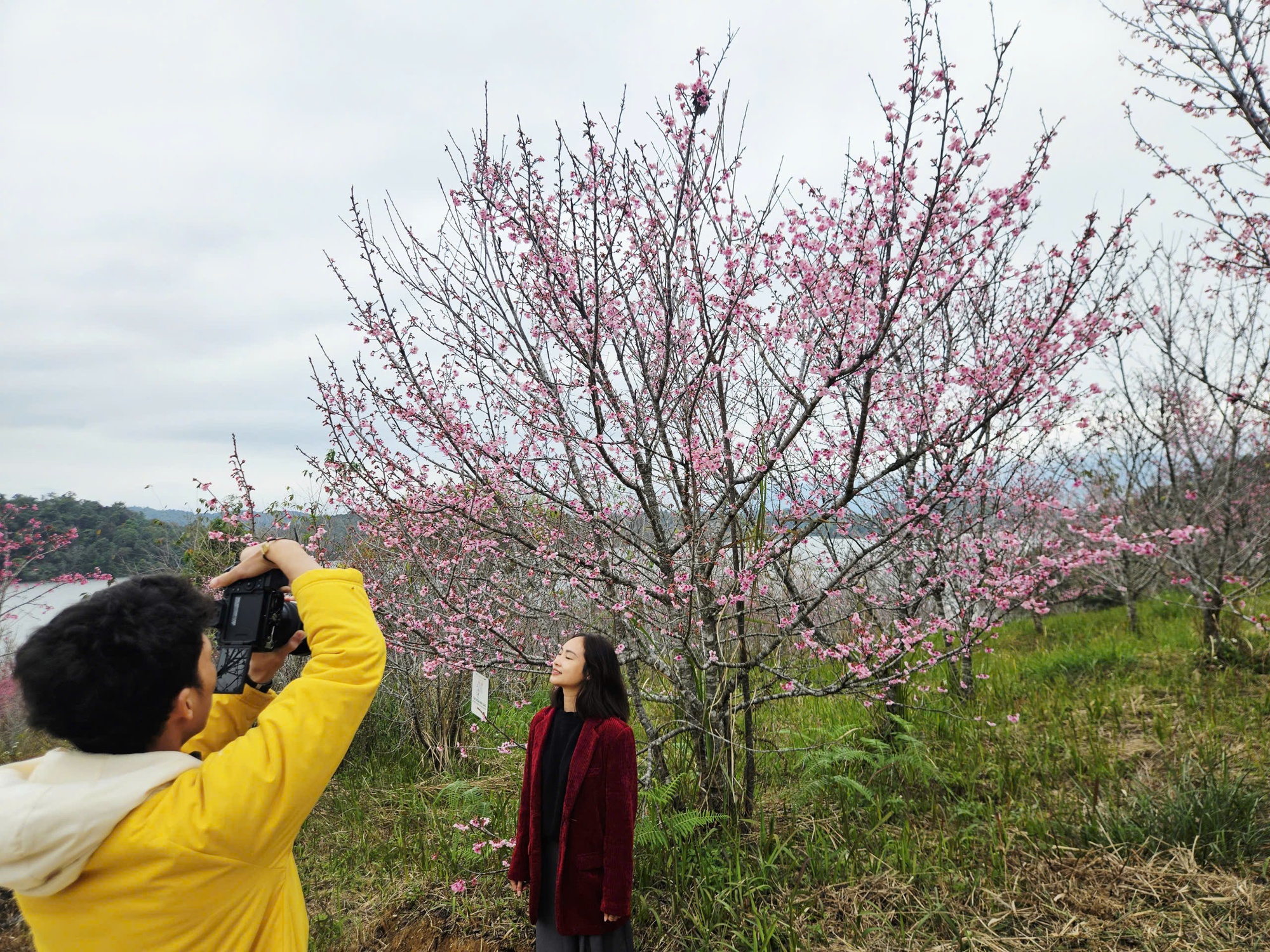 Check-in rừng hoa anh đ&agrave;o Nhật Bản đang nở rộ ở Điện Bi&ecirc;n- Ảnh 9.