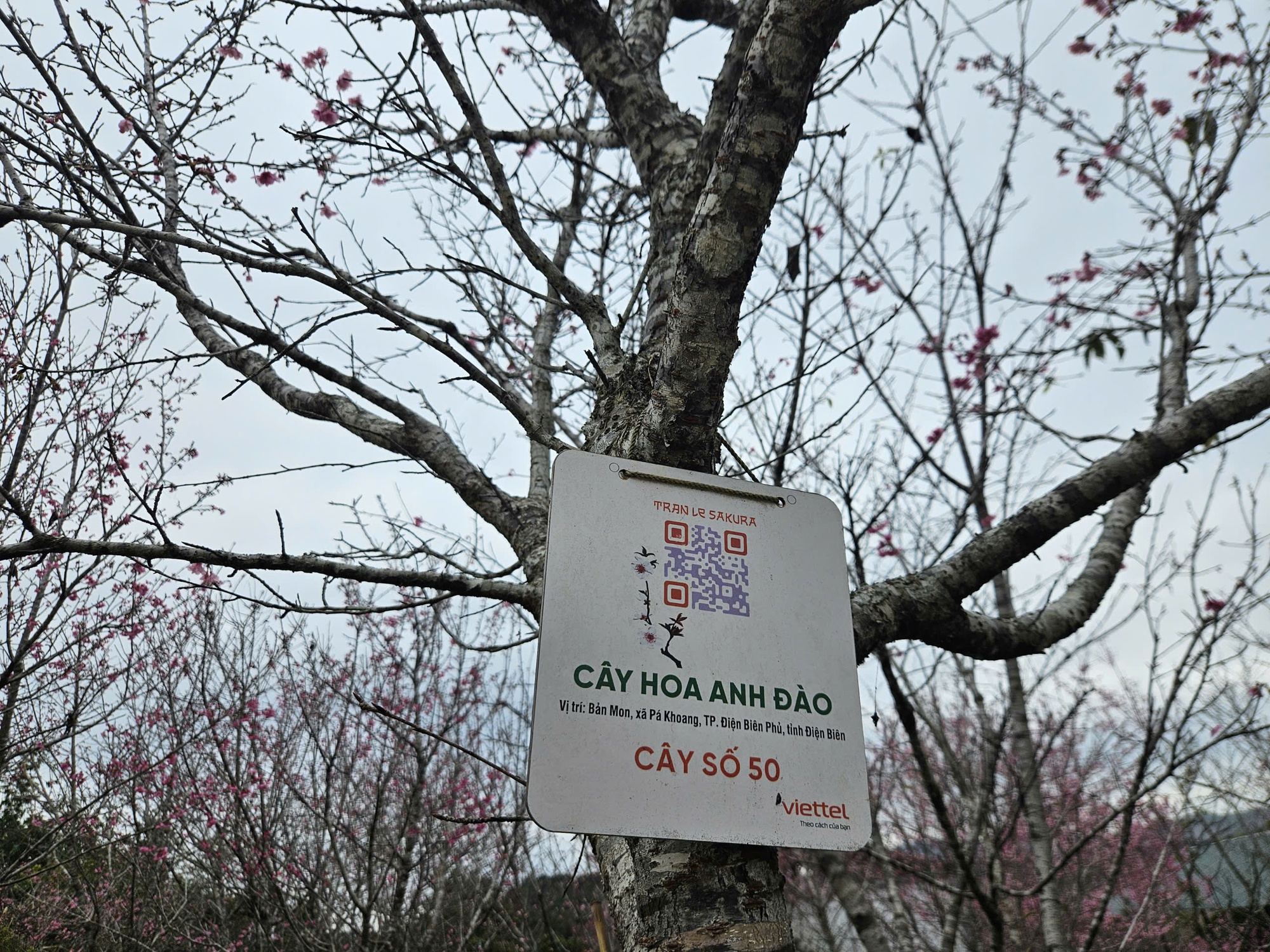 Check-in rừng hoa anh đ&agrave;o Nhật Bản đang nở rộ ở Điện Bi&ecirc;n- Ảnh 8.