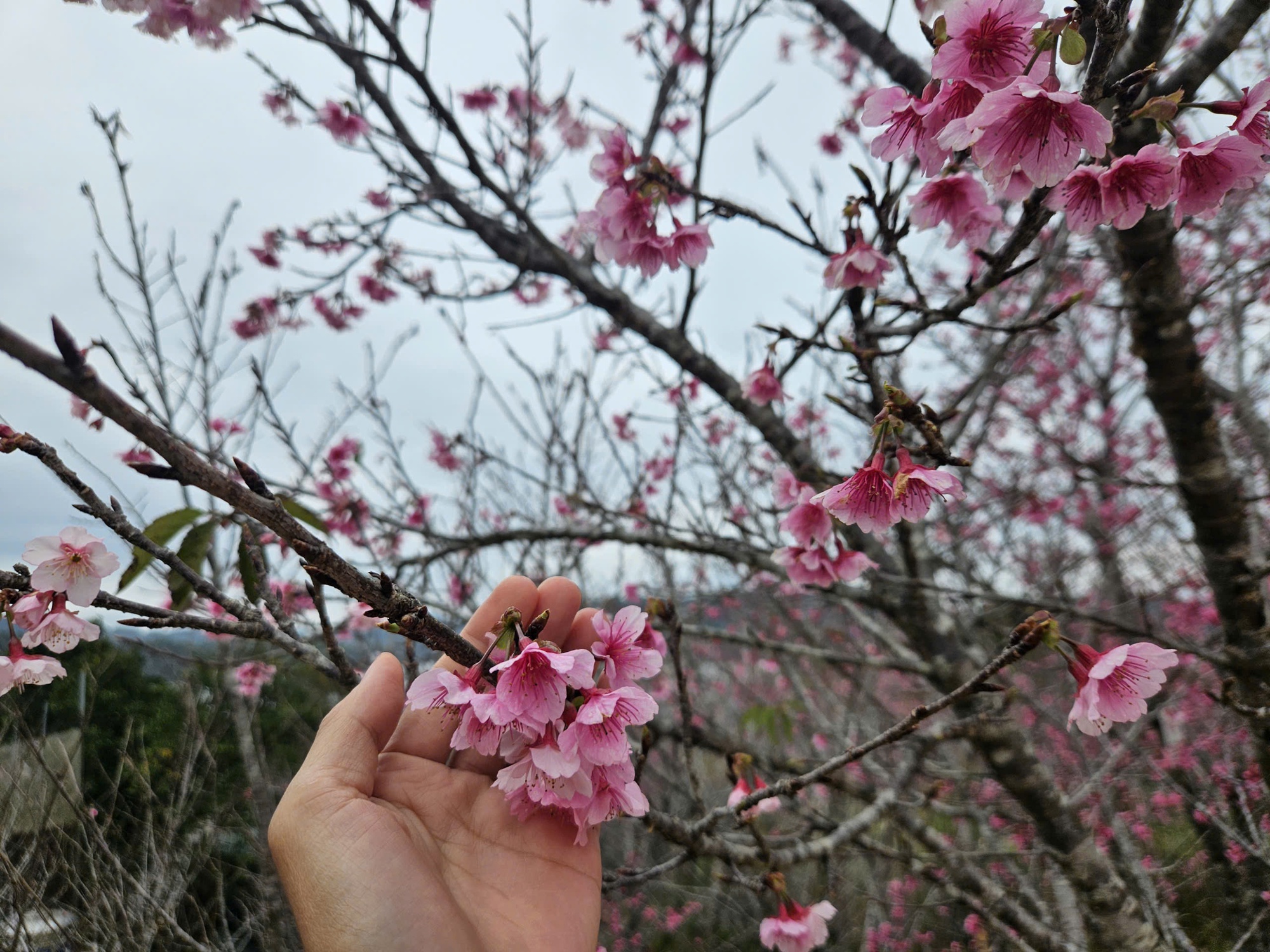 Check-in rừng hoa anh đ&agrave;o Nhật Bản đang nở rộ ở Điện Bi&ecirc;n- Ảnh 10.