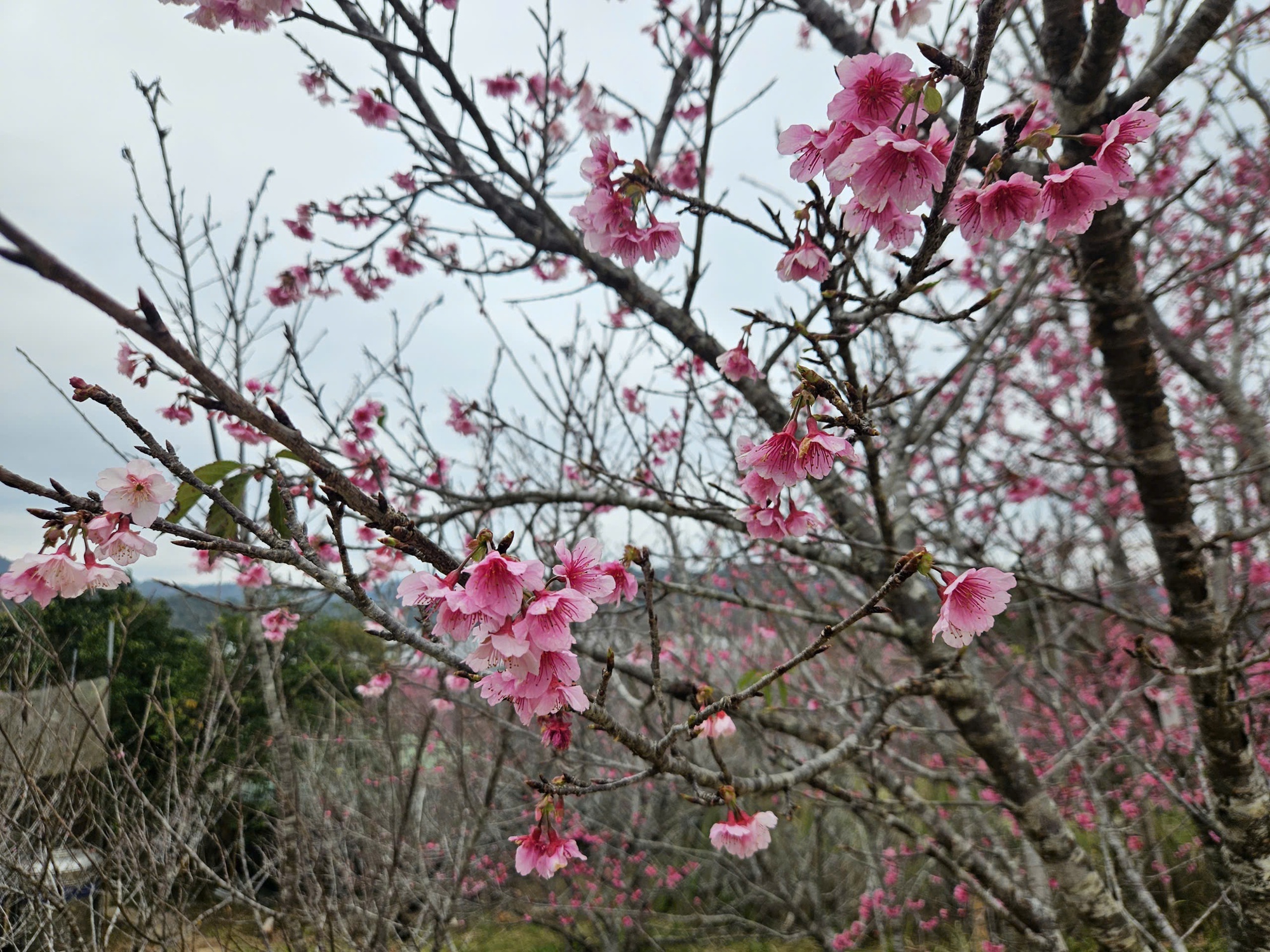Check-in rừng hoa anh đ&agrave;o Nhật Bản đang nở rộ ở Điện Bi&ecirc;n- Ảnh 6.