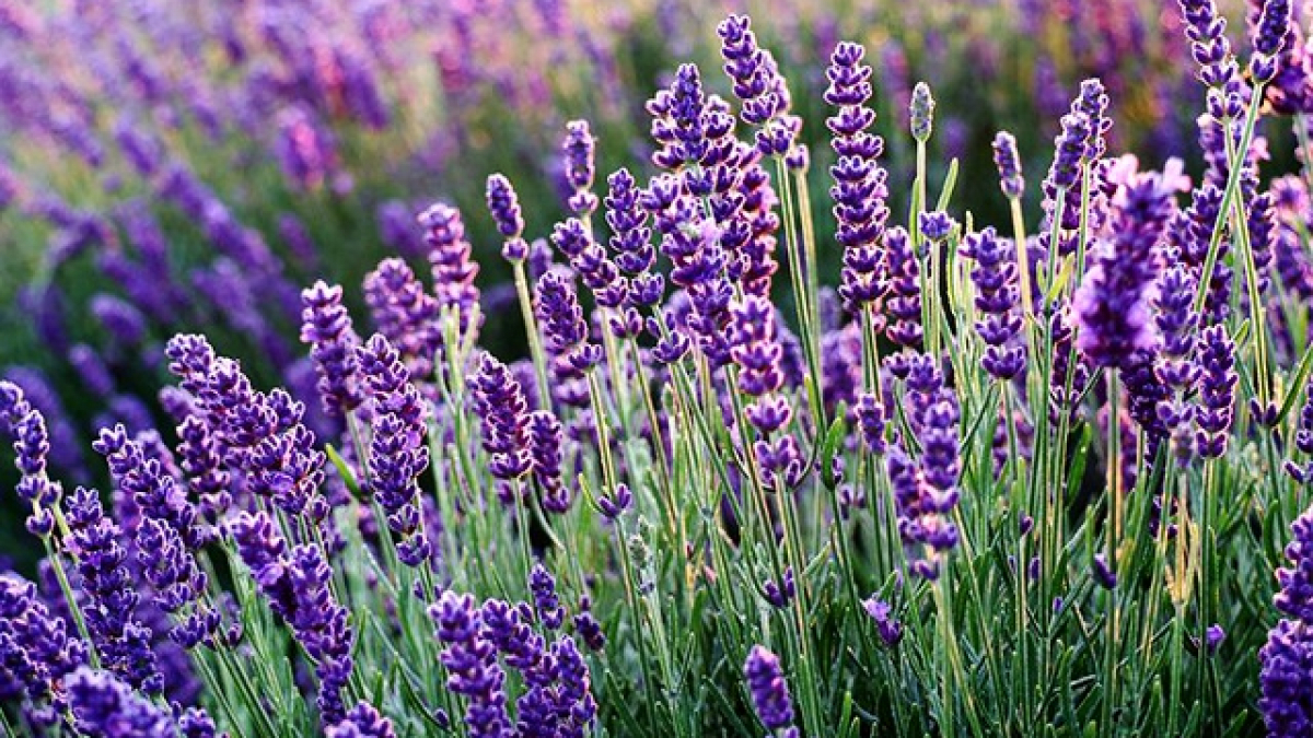 11 loại cây đuổi rắn tốt nhất: Loại cuối cùng quá chuẩn, rắn độc cũng phải sợ- Ảnh 2. 11 loại cây đuổi rắn tốt nhất: Loại cuối cùng quá chuẩn, rắn độc cũng phải sợ- Ảnh 2.