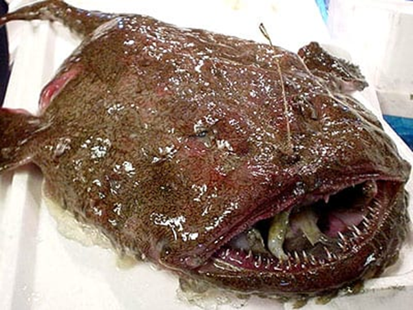 "Thủy quái" của biển khơi, nhìn qua đã thấy rùng mình nhưng thịt ngon khó cưỡng lại bổ như sâm, là "món hiếm" trong giới ẩm thực- Ảnh 1.