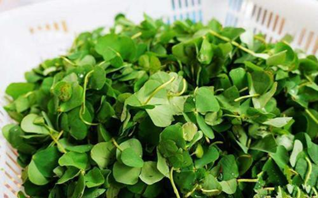 Loại cây "hiếm có khó tìm", giữ bên mình gặp nhiều may mắn, ăn vào bụng bổ như nhân sâm- Ảnh 1.