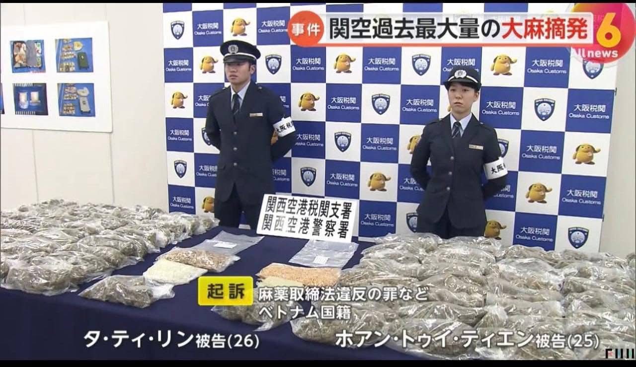 2 cô gái Việt vận chuyển 31kg cần sa khô qua sân bay Nhật, giá trị tới 25 tỷ đồng: Vụ thu giữ lớn nhất từ trước đến nay- Ảnh 1.