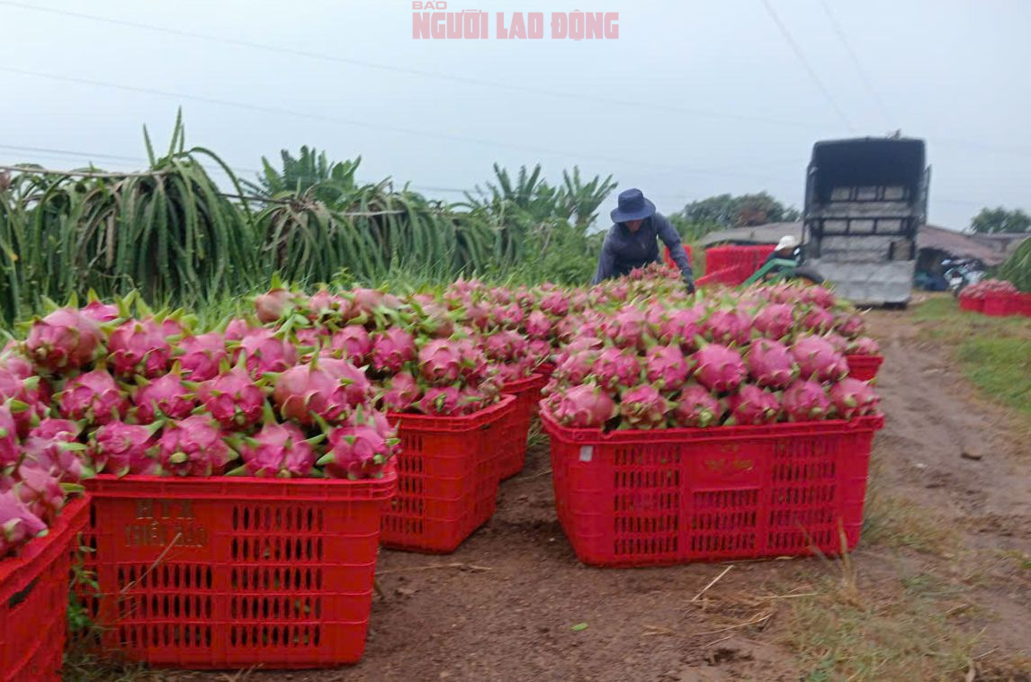 Giá thanh long chong đèn tại Lâm Đồng đạt mức cao nhất nhiều năm- Ảnh 1. Giá thanh long chong đèn tại Lâm Đồng đạt mức cao nhất nhiều năm- Ảnh 1.