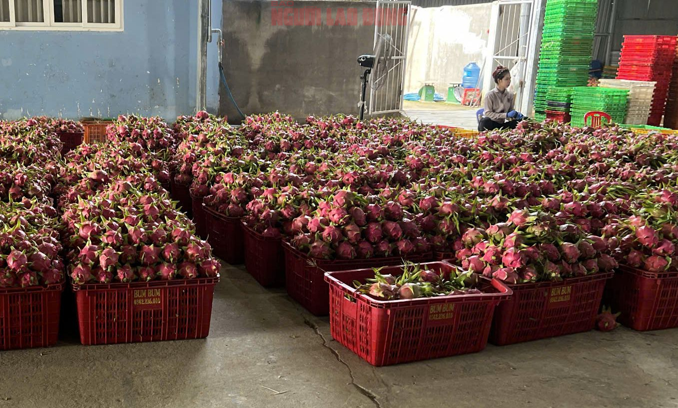 Giá thanh long chong đèn tại Lâm Đồng đạt mức cao nhất nhiều năm- Ảnh 2. Giá thanh long chong đèn tại Lâm Đồng đạt mức cao nhất nhiều năm- Ảnh 2.