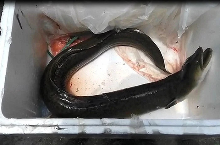 "Thủy quái" dưới lòng sông Đà được ví như "nhân sâm nước", đại gia chi 45 triệu đồng để sở hữu- Ảnh 1. "Thủy quái" dưới lòng sông Đà được ví như "nhân sâm nước", đại gia chi 45 triệu đồng để sở hữu- Ảnh 1.