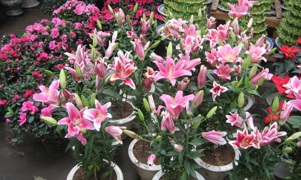 Người xưa dặn: 4 loại hoa chỉ nên để ngoài hiên – mang vào phòng khách là “tán khí, thất lộc”, tài vận xuống dốc lúc nào không hay- Ảnh 3.