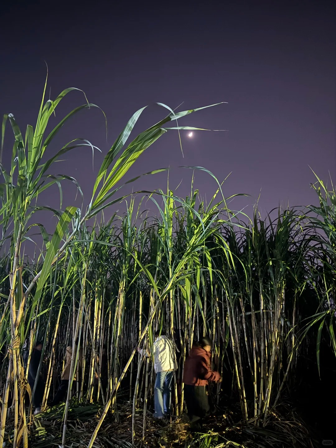 “Trộm mía” giữa đêm đông: Trò chơi quê mùa bỗng thành hot trend, người ta xếp hàng nửa tiếng chỉ để… bị đuổi bắt- Ảnh 16.