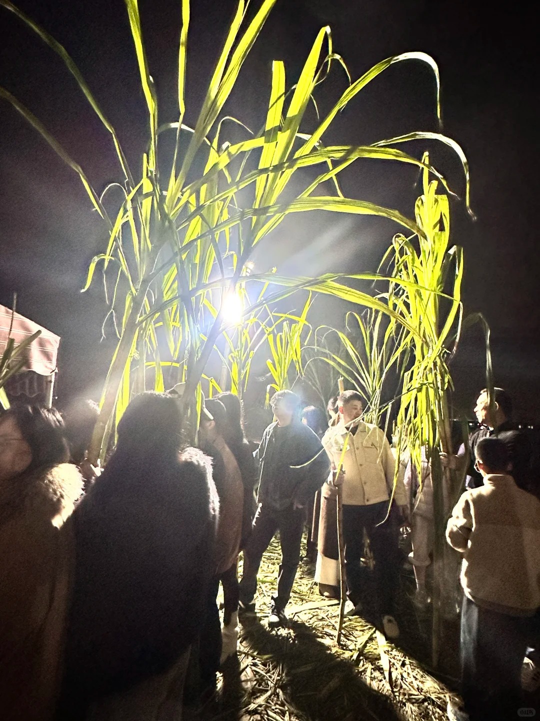 “Trộm mía” giữa đêm đông: Trò chơi quê mùa bỗng thành hot trend, người ta xếp hàng nửa tiếng chỉ để… bị đuổi bắt- Ảnh 14.