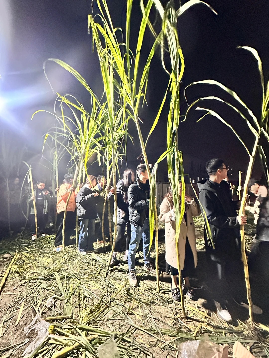 “Trộm mía” giữa đêm đông: Trò chơi quê mùa bỗng thành hot trend, người ta xếp hàng nửa tiếng chỉ để… bị đuổi bắt- Ảnh 13.