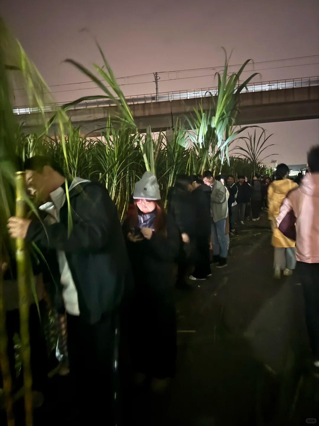 “Trộm mía” giữa đêm đông: Trò chơi quê mùa bỗng thành hot trend, người ta xếp hàng nửa tiếng chỉ để… bị đuổi bắt- Ảnh 23.