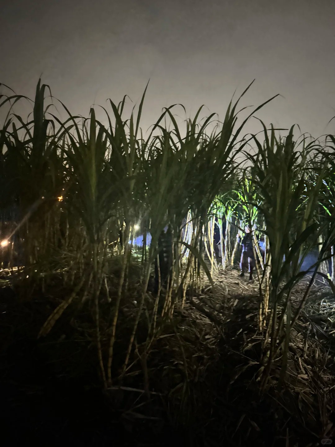 “Trộm mía” giữa đêm đông: Trò chơi quê mùa bỗng thành hot trend, người ta xếp hàng nửa tiếng chỉ để… bị đuổi bắt- Ảnh 22.