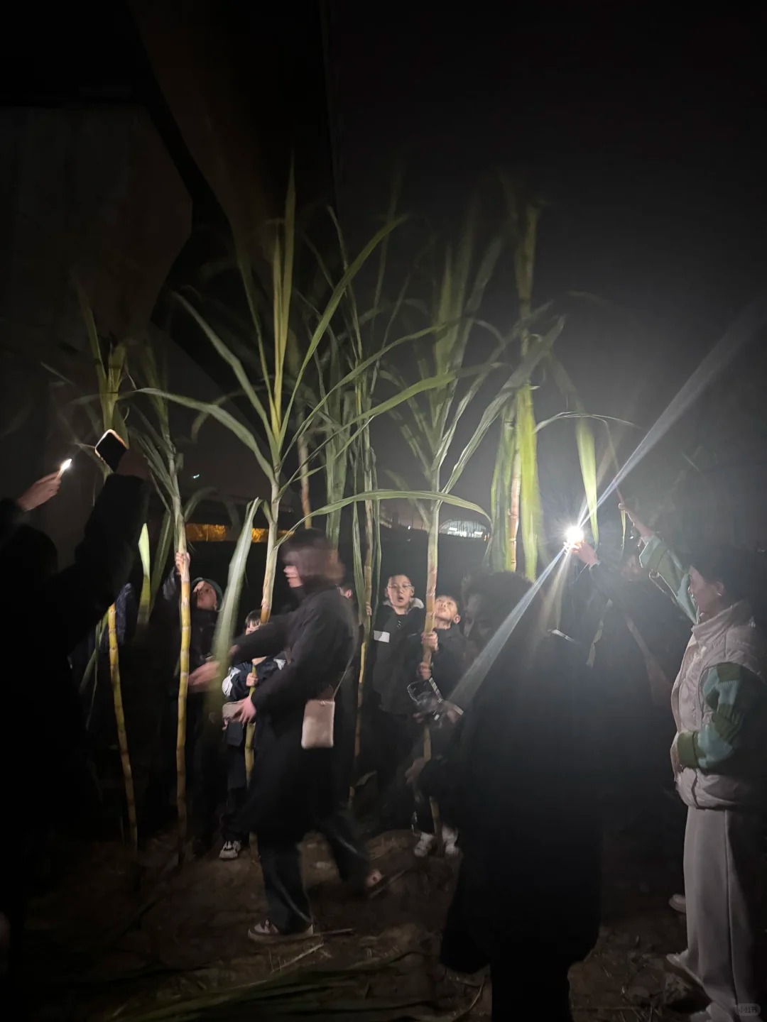 “Trộm mía” giữa đêm đông: Trò chơi quê mùa bỗng thành hot trend, người ta xếp hàng nửa tiếng chỉ để… bị đuổi bắt- Ảnh 21.