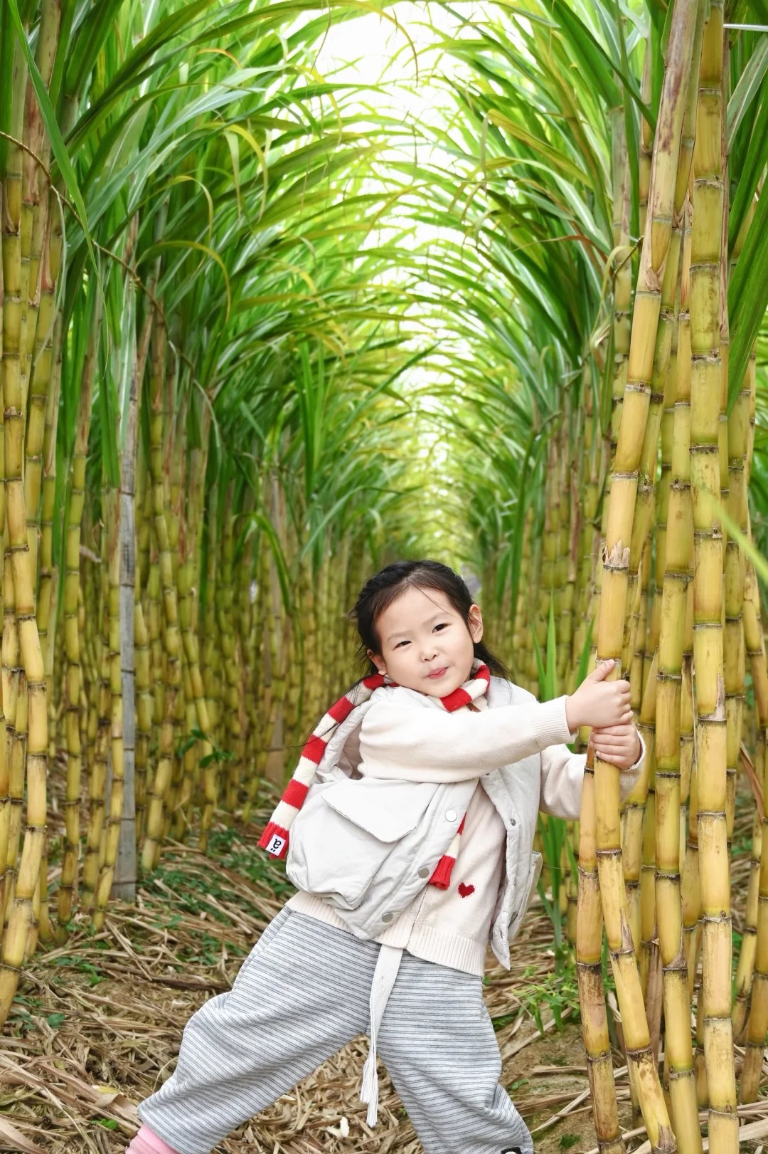 “Trộm mía” giữa đêm đông: Trò chơi quê mùa bỗng thành hot trend, người ta xếp hàng nửa tiếng chỉ để… bị đuổi bắt- Ảnh 8.