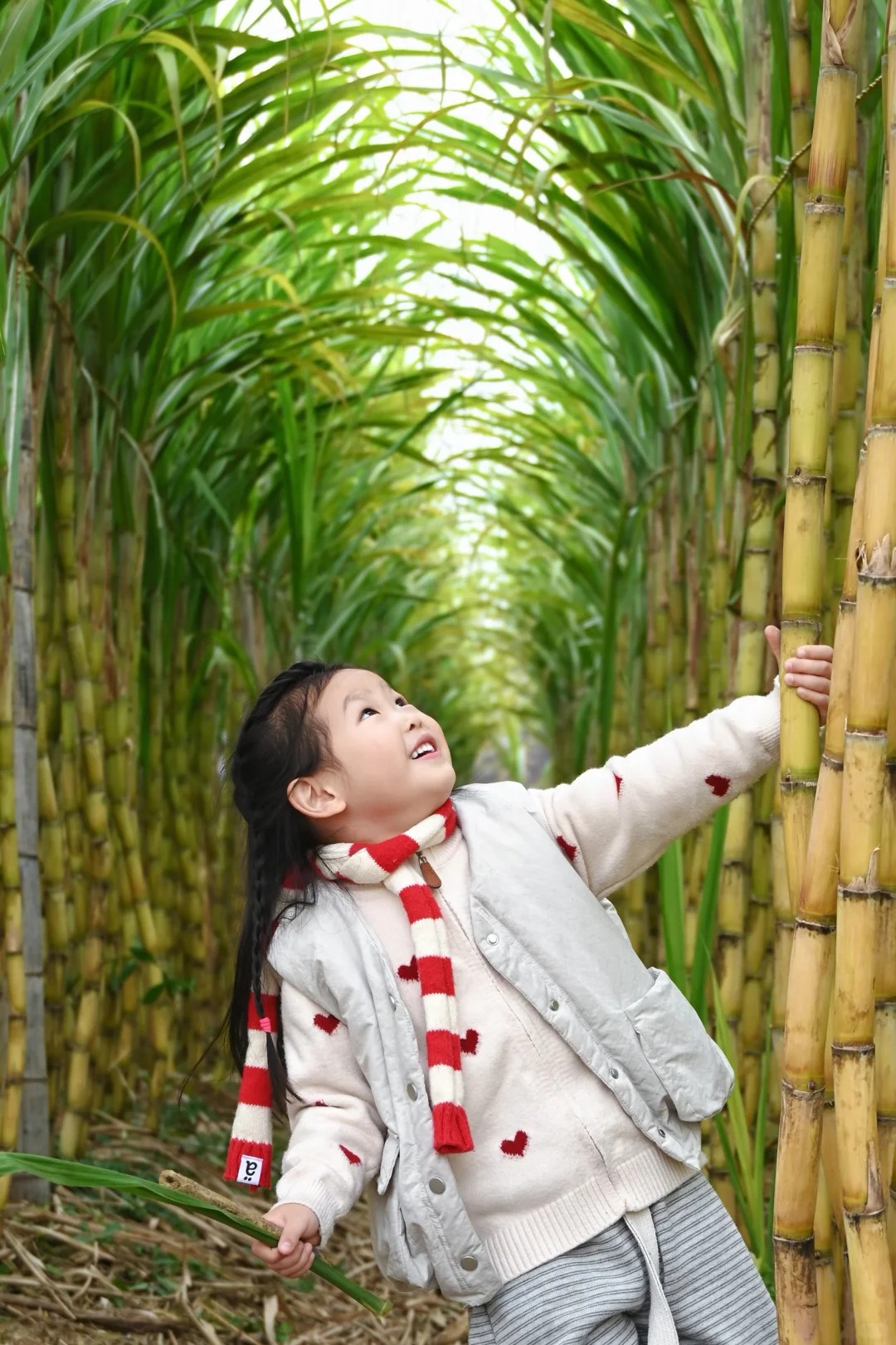 “Trộm mía” giữa đêm đông: Trò chơi quê mùa bỗng thành hot trend, người ta xếp hàng nửa tiếng chỉ để… bị đuổi bắt- Ảnh 10.