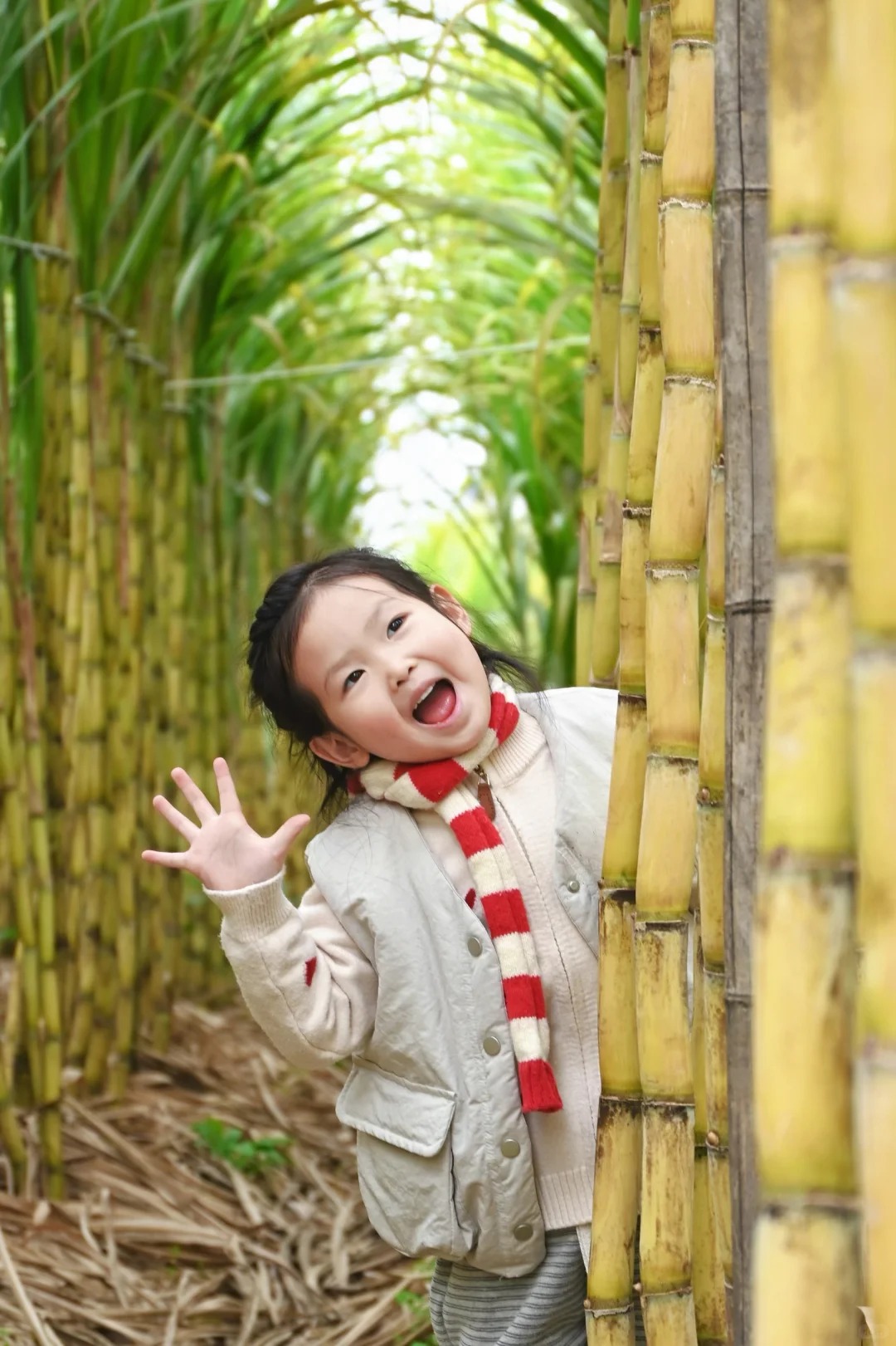 “Trộm mía” giữa đêm đông: Trò chơi quê mùa bỗng thành hot trend, người ta xếp hàng nửa tiếng chỉ để… bị đuổi bắt- Ảnh 7.