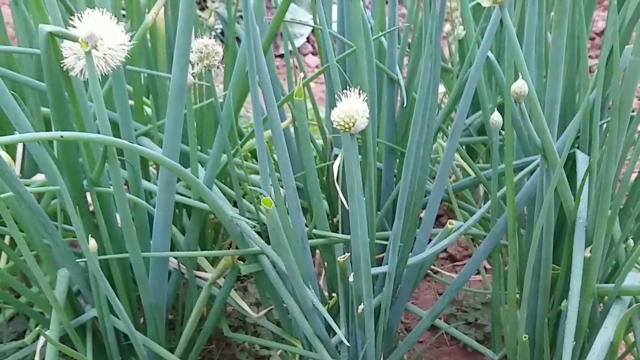 11 loại cây đuổi rắn tốt nhất: Loại cuối cùng quá chuẩn, rắn độc cũng phải sợ- Ảnh 4. 11 loại cây đuổi rắn tốt nhất: Loại cuối cùng quá chuẩn, rắn độc cũng phải sợ- Ảnh 4.