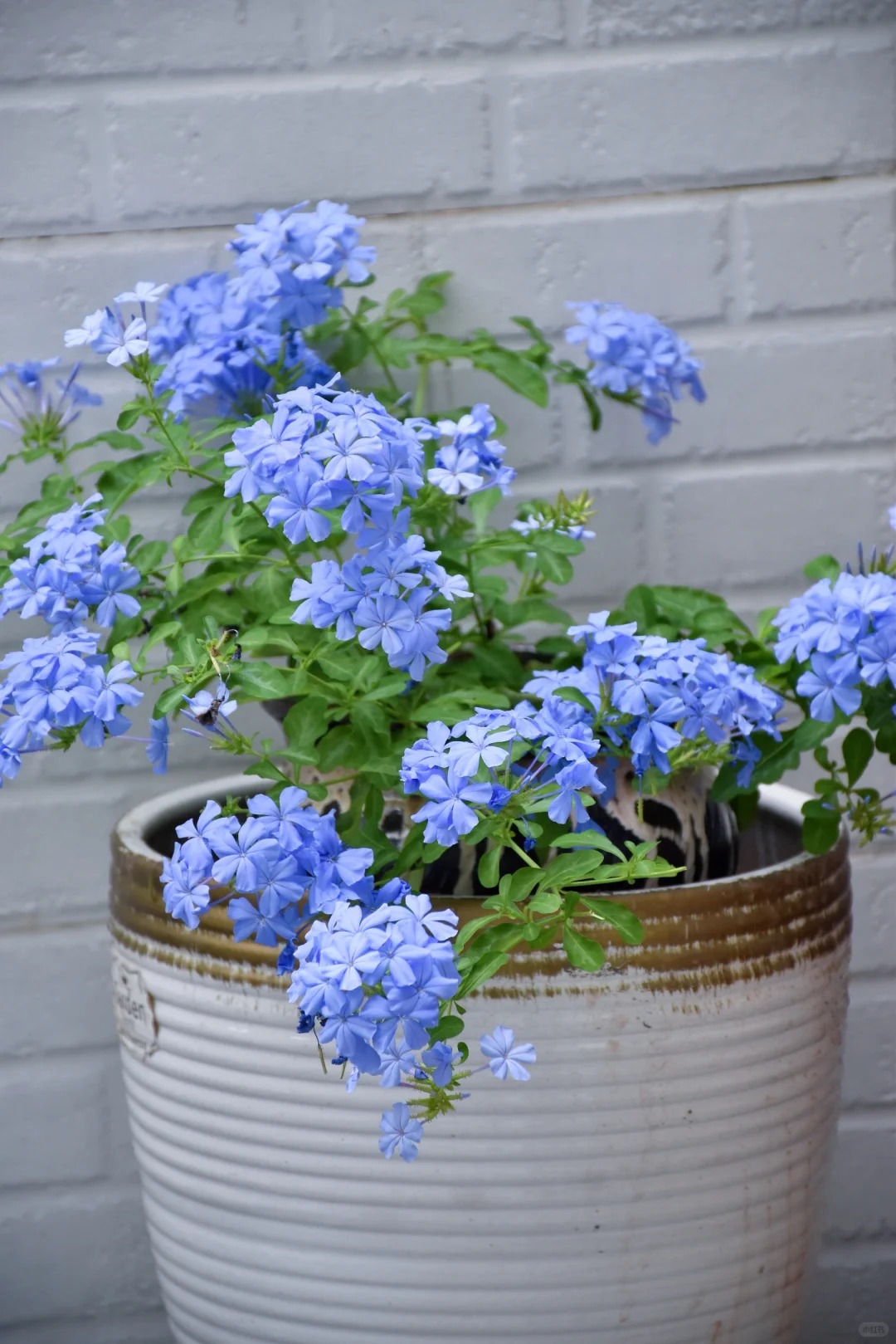 Hoa thanh xà đang được hội mê cây săn lùng: Dễ trồng, dễ “bùng nở”, góc nhà lên hình đẹp như trời Tây- Ảnh 12.