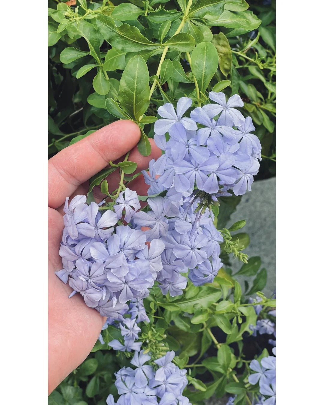 Hoa thanh xà đang được hội mê cây săn lùng: Dễ trồng, dễ “bùng nở”, góc nhà lên hình đẹp như trời Tây- Ảnh 11.