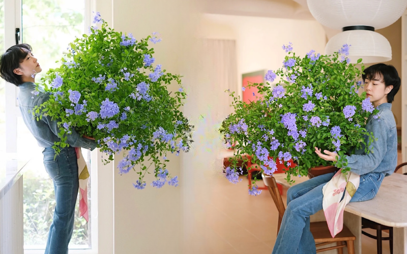 Hoa thanh xà đang được hội mê cây săn lùng: Dễ trồng, dễ “bùng nở”, góc nhà lên hình đẹp như trời Tây- Ảnh 1.