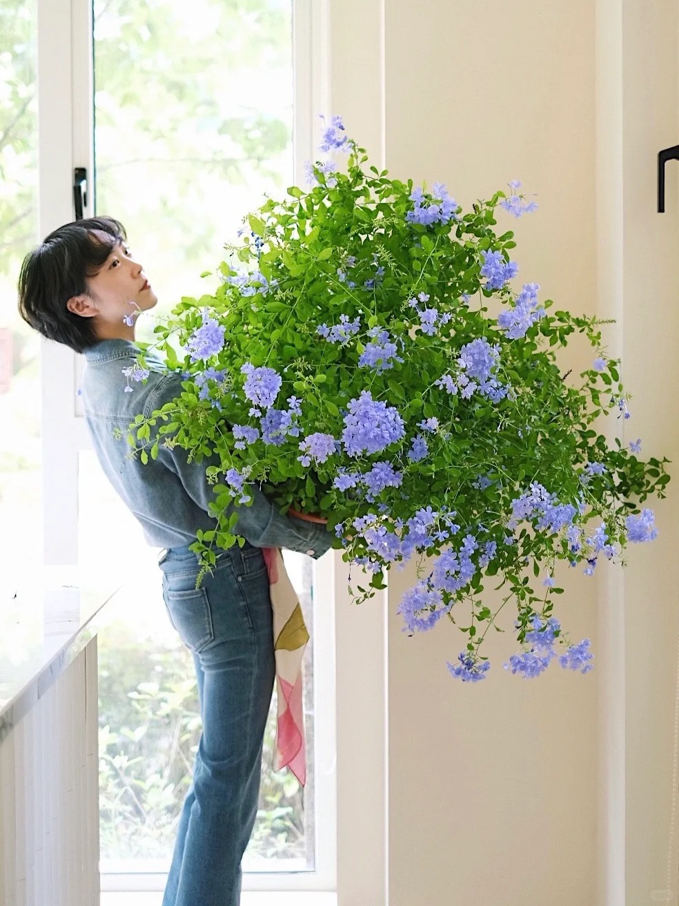 Hoa thanh xà đang được hội mê cây săn lùng: Dễ trồng, dễ “bùng nở”, góc nhà lên hình đẹp như trời Tây- Ảnh 5.