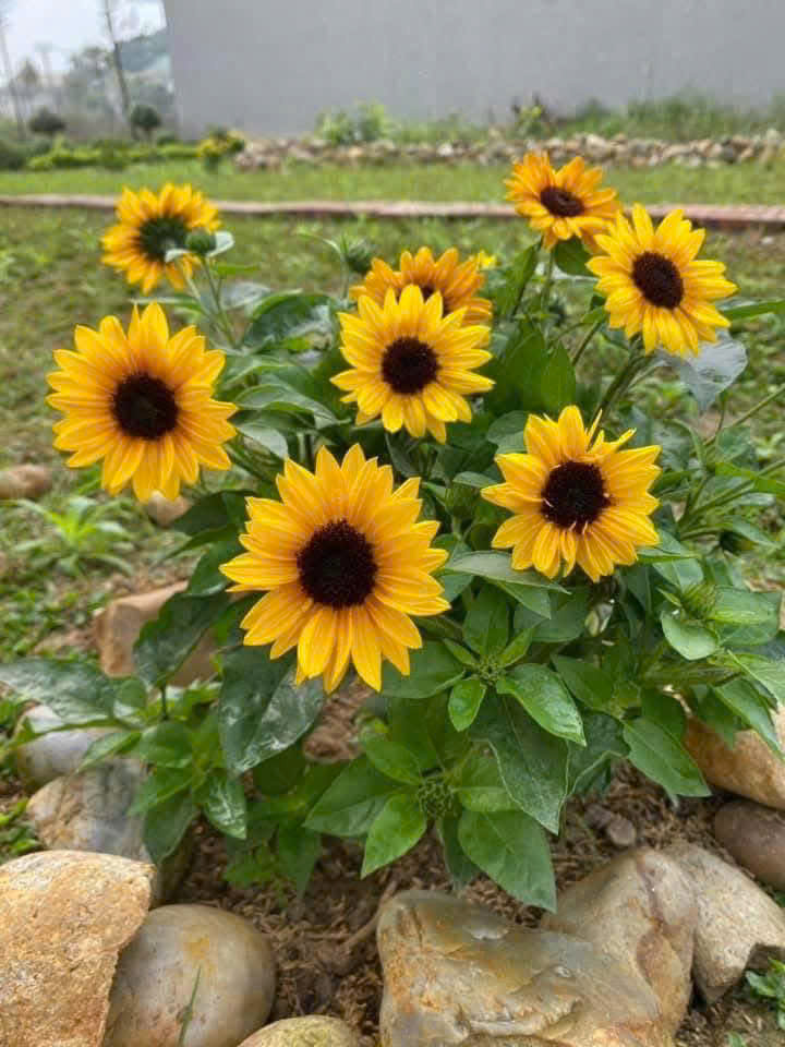 Người xưa dặn: 4 loại hoa chỉ nên để ngoài hiên – mang vào phòng khách là “tán khí, thất lộc”, tài vận xuống dốc lúc nào không hay- Ảnh 2.