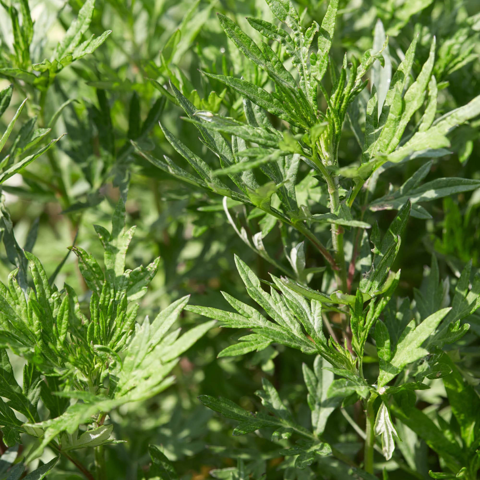 11 loại cây đuổi rắn tốt nhất: Loại cuối cùng quá chuẩn, rắn độc cũng phải sợ- Ảnh 6. 11 loại cây đuổi rắn tốt nhất: Loại cuối cùng quá chuẩn, rắn độc cũng phải sợ- Ảnh 6.