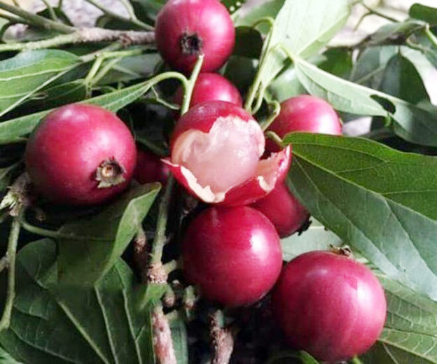 Ký ức tuổi thơ qua loại quả mang hương vị đặc trưng, đỏ au nhìn siêu hấp dẫn- Ảnh 1.