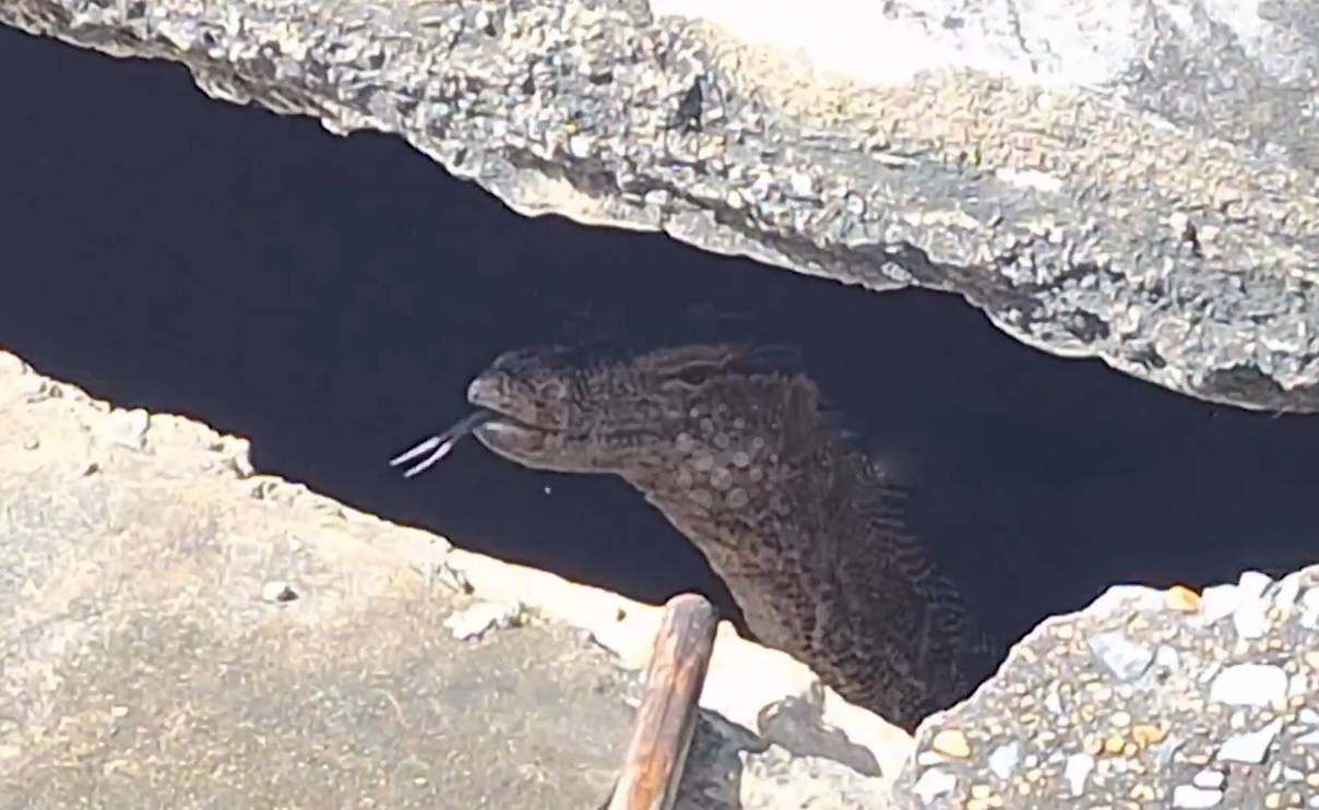 Nhìn ra bãi đất trống, người dân sốc nặng khi thấy cảnh đáng sợ- Ảnh 1.