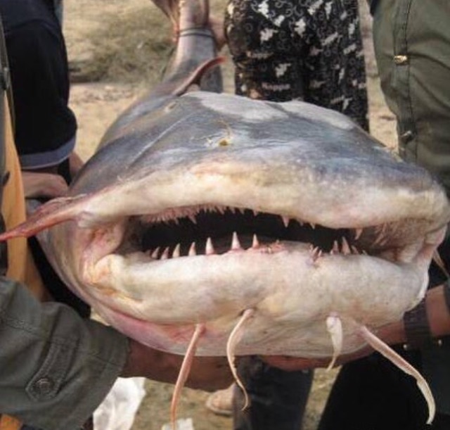 Gặp "thủy quái nước ngọt" dài 1,5m, nặng gần 30kg: Cá thể hiếm tới mức nhiều năm mới trồi lên một lần- Ảnh 6. Gặp