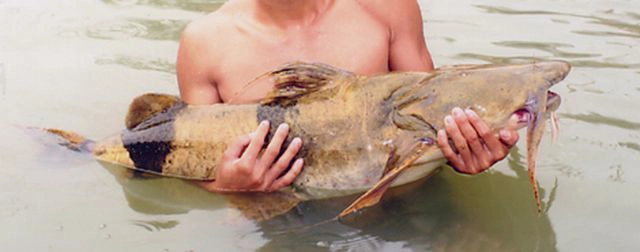 Gặp "thủy quái nước ngọt" dài 1,5m, nặng gần 30kg: Cá thể hiếm tới mức nhiều năm mới trồi lên một lần- Ảnh 3. Gặp