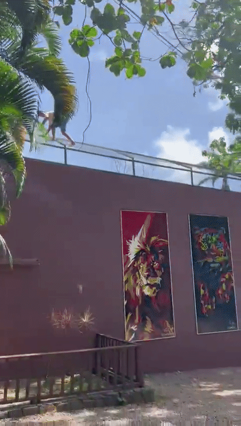 Thanh niên trèo vào chuồng sư tử, đám đông căng thẳng dõi theo: Hình ảnh cuối cùng quá xót xa- Ảnh 3.