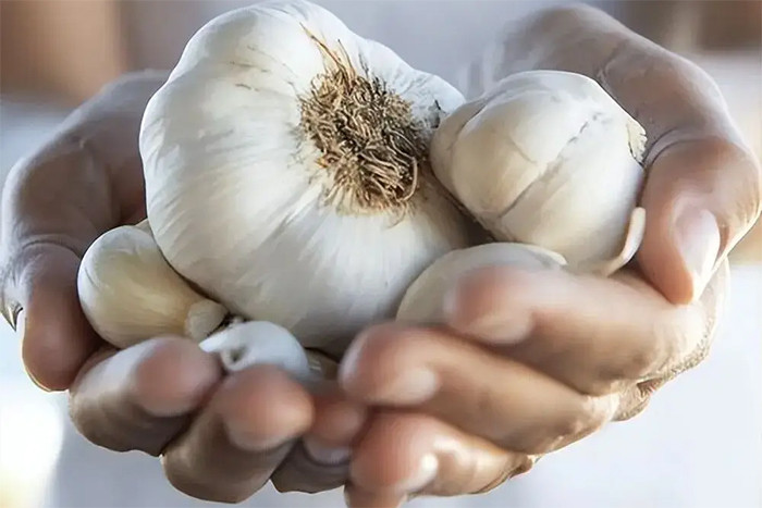 Những sai lầm khi ăn tỏi sống có thể gây nguy hiểm- Ảnh 2.