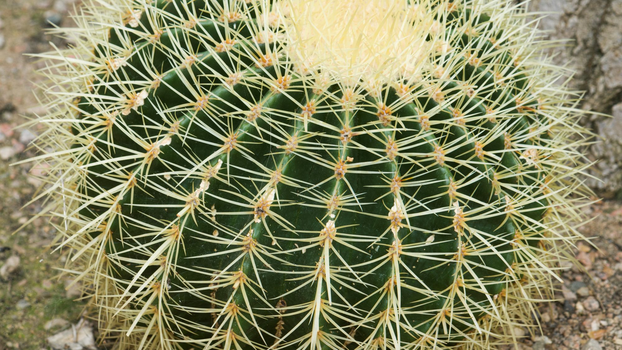 11 loại cây đuổi rắn tốt nhất: Loại cuối cùng quá chuẩn, rắn độc cũng phải sợ- Ảnh 11. 11 loại cây đuổi rắn tốt nhất: Loại cuối cùng quá chuẩn, rắn độc cũng phải sợ- Ảnh 11.