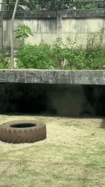 Thanh niên trèo vào chuồng sư tử, đám đông căng thẳng dõi theo: Hình ảnh cuối cùng quá xót xa- Ảnh 2.