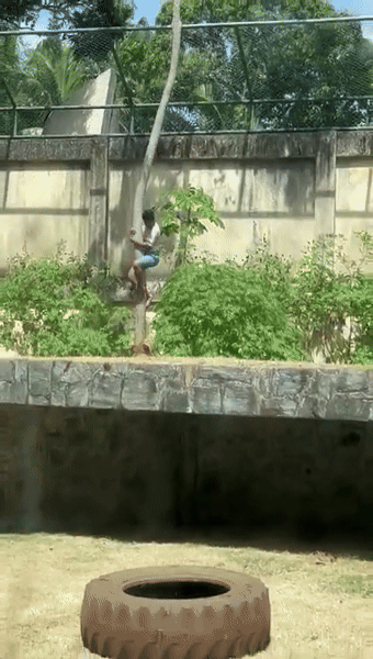 Thanh niên trèo vào chuồng sư tử, đám đông căng thẳng dõi theo: Hình ảnh cuối cùng quá xót xa- Ảnh 1.